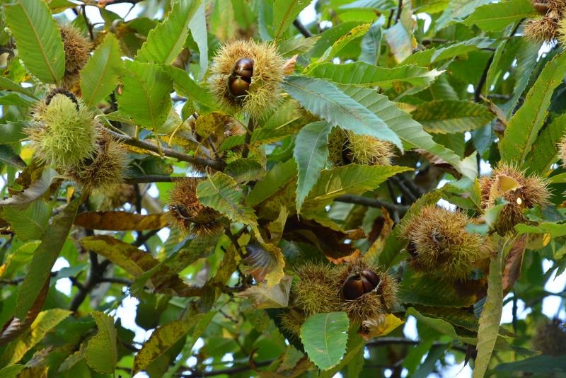 Pitomi kesten (Castanea sativa) jedan je od najprepoznatljivijih plodova jeseni. Photo: Borna Filić/PIXSELL Pitomi kesten (Castanea sativa) jedan je od najprepoznatljivijih plodova jeseni. Photo: Borna Filić/PIXSELL