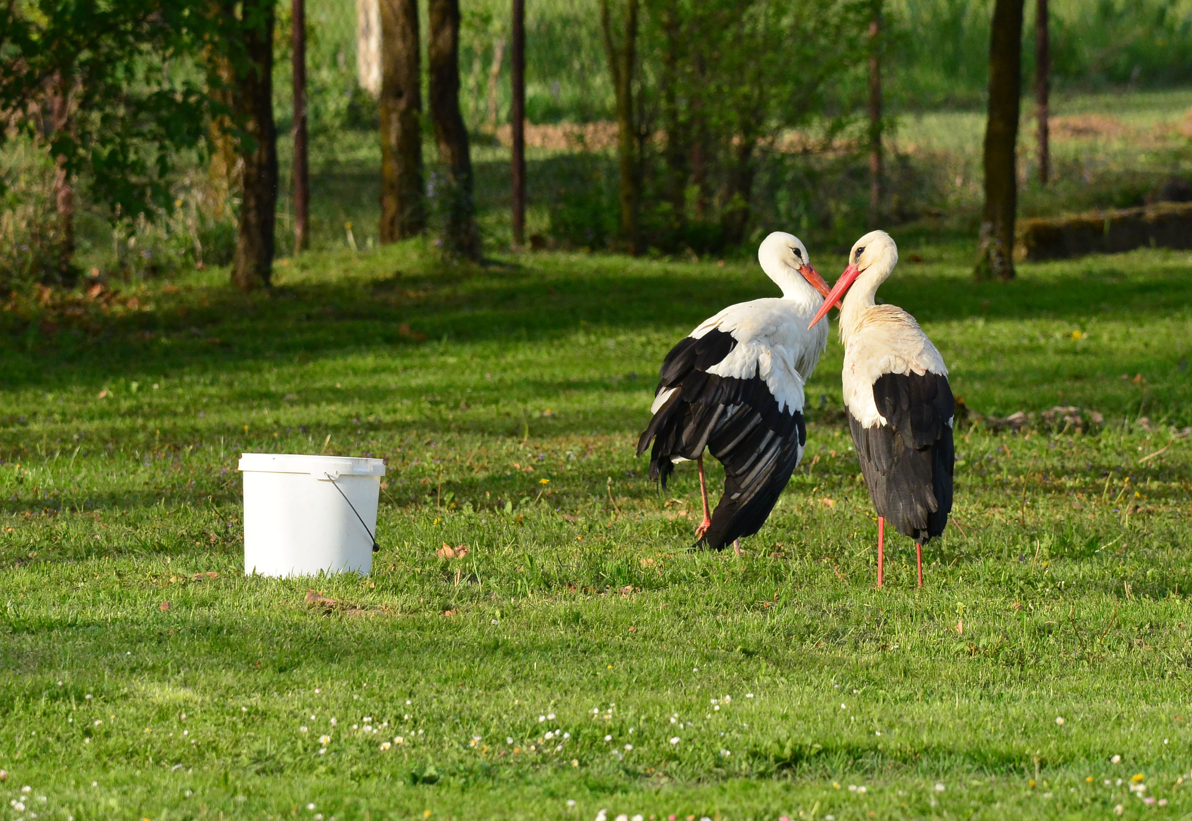 Klepetan se ipak vratio Malenoj Klepetan se ipak vratio Malenoj