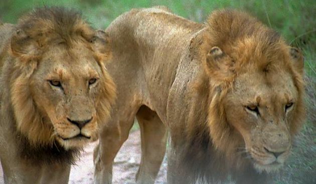 Lavovi (Foto: freefoto.com)