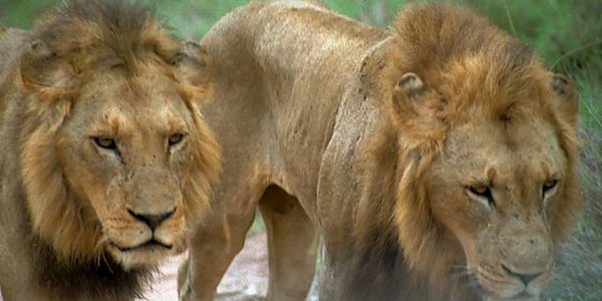 Lavovi (Foto: freefoto.com) Lavovi (Foto: freefoto.com)