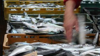 Image 1199877 (auto)