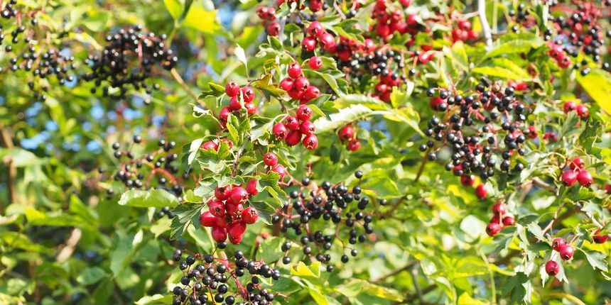 crni glog, crni glog,