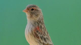 Pobjednici 33. Ornitoloskog prvenstva Hrvatske, Foto: Ivan Dilber Pobjednici 33. Ornitoloskog prvenstva Hrvatske, Foto: Ivan Dilber