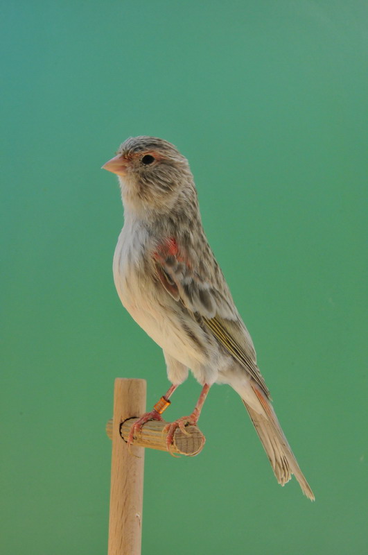 Pobjednici 33. Ornitoloskog prvenstva Hrvatske, Foto: Ivan Dilber Pobjednici 33. Ornitoloskog prvenstva Hrvatske, Foto: Ivan Dilber