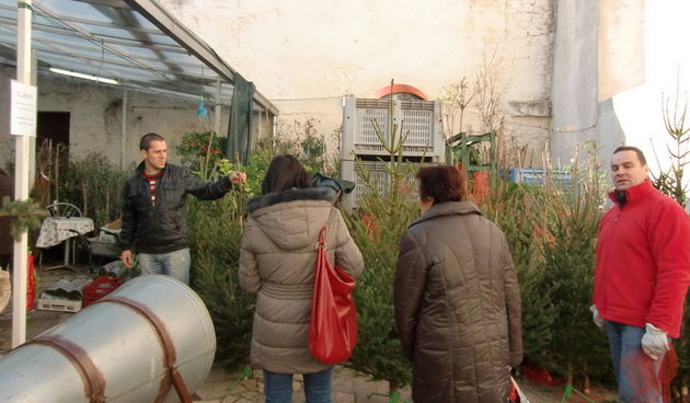 Bozicno drvce, jelka, bor