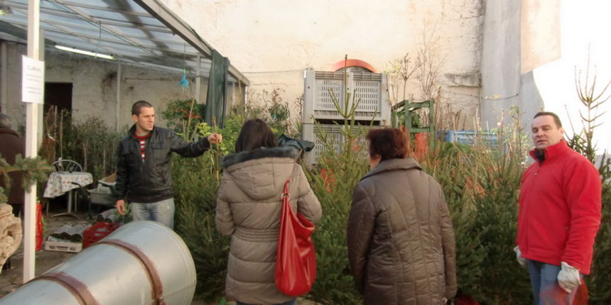 Bozicno drvce, jelka, bor Bozicno drvce, jelka, bor