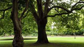 Matruanti Zadarske privatne gimnazije u Dublinu, Foto: Valentino Radman