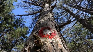 16.03.2014., Juzni Velebit – Topljenje snijega na Juznom Velebitu i procvjetani prvi planinski cvjetovi u ranom proljecu najavljuju skorasnje toplije vrijeme. Photo: Filip Brala/PIXSELL Autor Filip Brala/PIXSELL Ključne riječi rekreacija, planina, pro 16.03.2014., Juzni Velebit – Topljenje snijega na Juznom Velebitu i procvjetani prvi planinski cvjetovi u ranom proljecu najavljuju skorasnje toplije vrijeme. Photo: Filip Brala/PIXSELL Autor Filip Brala/PIXSELL Ključne riječi rekreacija, planina, pro