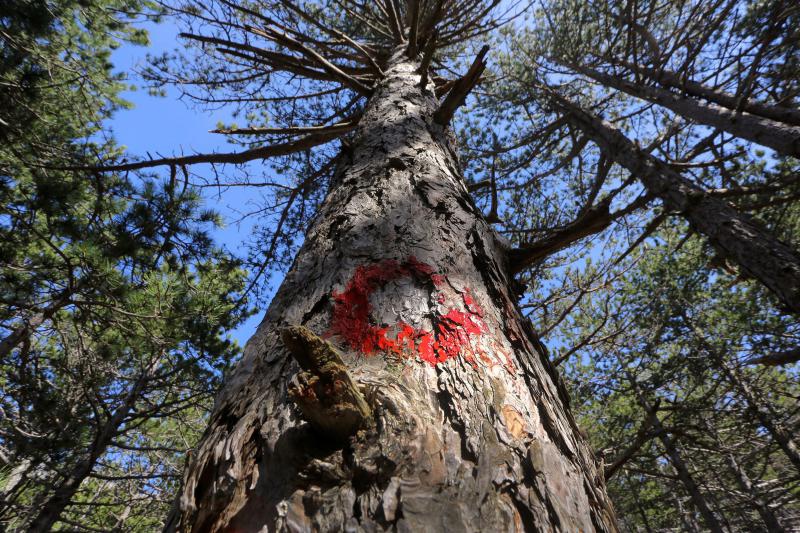 16.03.2014., Juzni Velebit – Topljenje snijega na Juznom Velebitu i procvjetani prvi planinski cvjetovi u ranom proljecu najavljuju skorasnje toplije vrijeme. Photo: Filip Brala/PIXSELL Autor Filip Brala/PIXSELL Ključne riječi rekreacija, planina, pro 16.03.2014., Juzni Velebit – Topljenje snijega na Juznom Velebitu i procvjetani prvi planinski cvjetovi u ranom proljecu najavljuju skorasnje toplije vrijeme. Photo: Filip Brala/PIXSELL Autor Filip Brala/PIXSELL Ključne riječi rekreacija, planina, pro