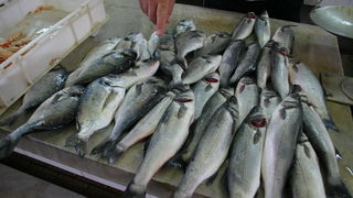 Image 1207689 (auto)