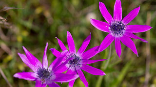 Priroda, cvijece, livada, sparoge, foto: Leo Banic