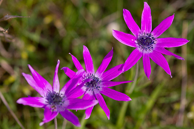 Priroda, cvijece, livada, sparoge, foto: Leo Banic