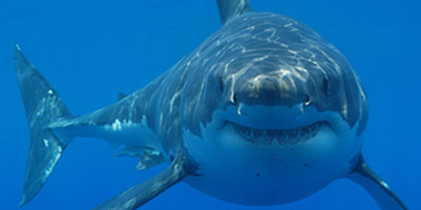 Morski pas Morski pas