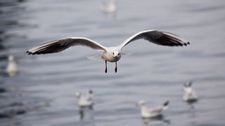 Zadarski galebovi (foto:Saša Čuka)