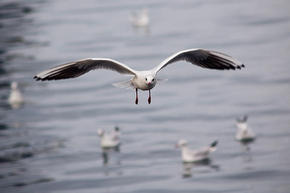 Zadarski galebovi (foto:Saša Čuka)