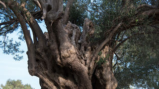 Berba maslina u Lunu, foto: V. Pesic