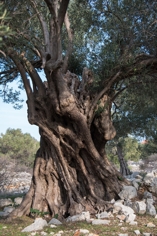 Berba maslina u Lunu, foto: V. Pesic
