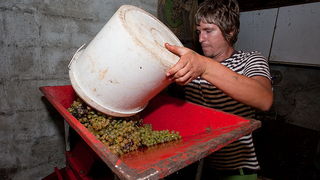 Priča o vinu: Od trsa do bačve, Foto: Leo Banić