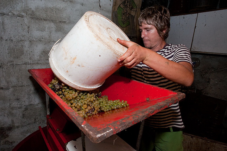 Priča o vinu: Od trsa do bačve, Foto: Leo Banić
