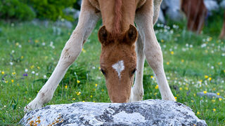 Velebitski divlji konji, Foto: Leo Banić
