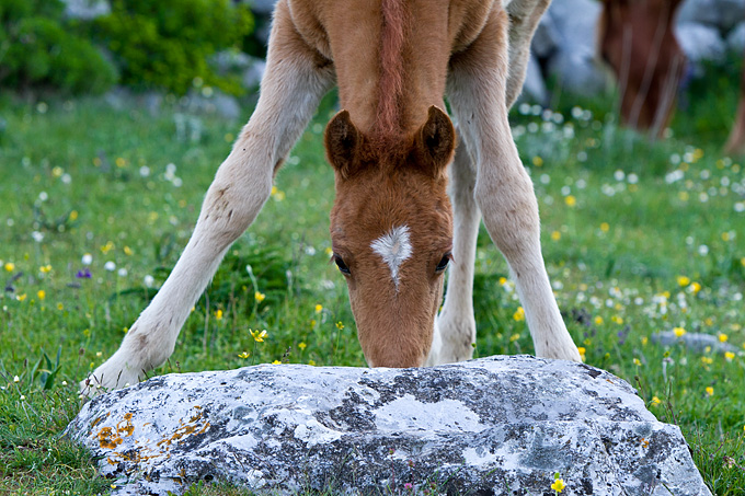 Velebitski divlji konji, Foto: Leo Banić