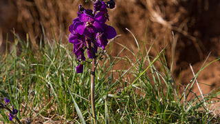 Velebitski divlji konji, Foto: Leo Banić