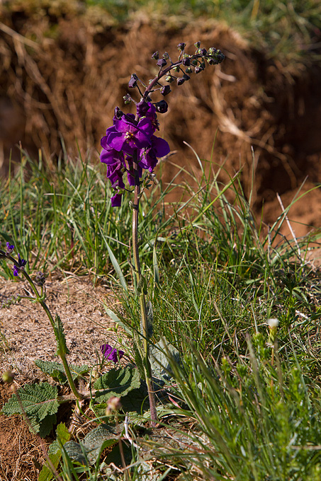 Velebitski divlji konji, Foto: Leo Banić