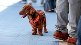 Međunarodna izložba pasa CACIB 2023