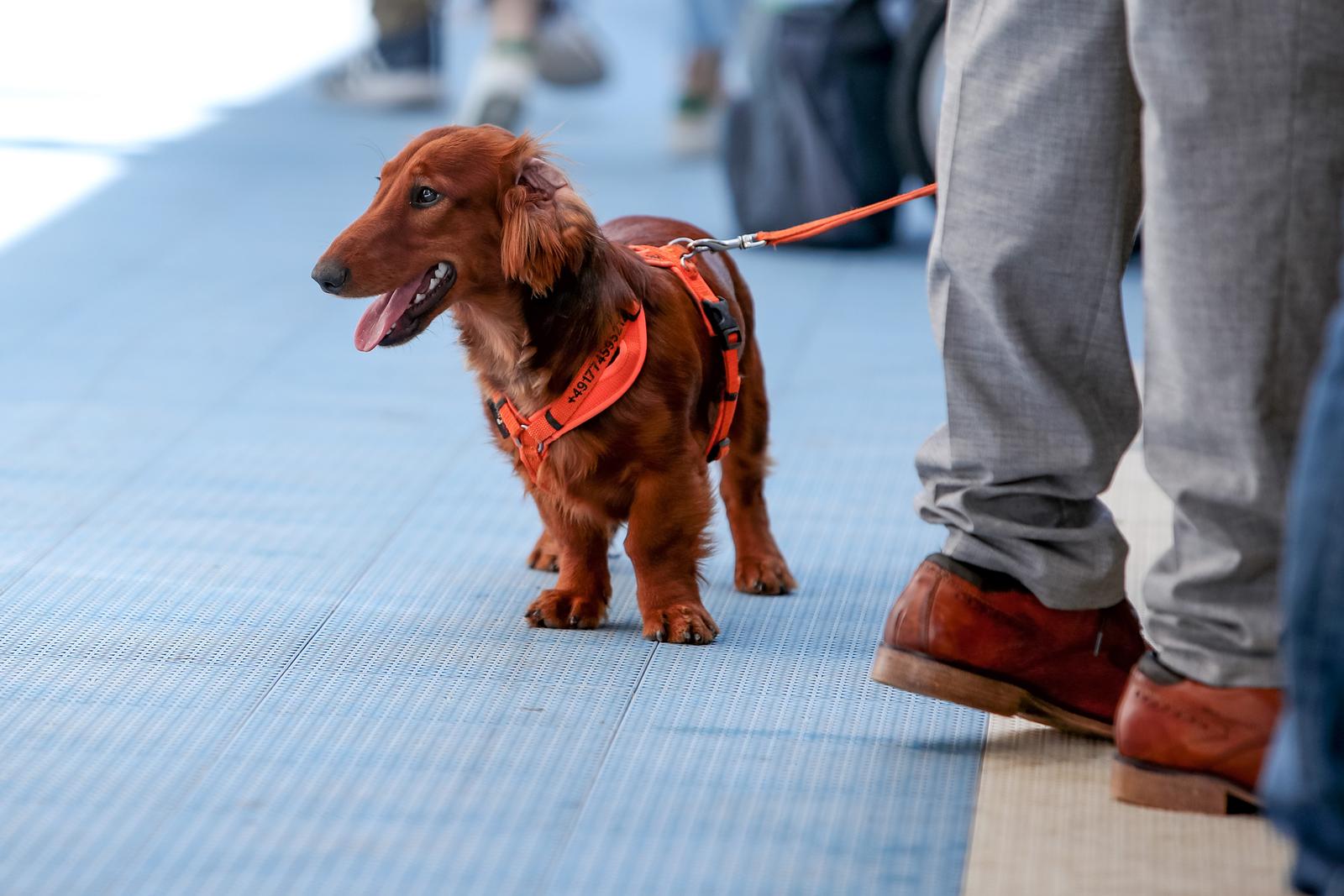 Međunarodna izložba pasa CACIB 2023