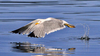 Moj galebe by Leo Banić