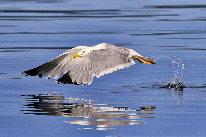 Moj galebe by Leo Banić