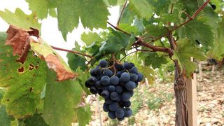 Primošten. Počela berba grožđa od kojeg se pravi svjetski poznato vino Babić. Photo: Duško Jaramaz/PIXSELL Primošten. Počela berba grožđa od kojeg se pravi svjetski poznato vino Babić. Photo: Duško Jaramaz/PIXSELL