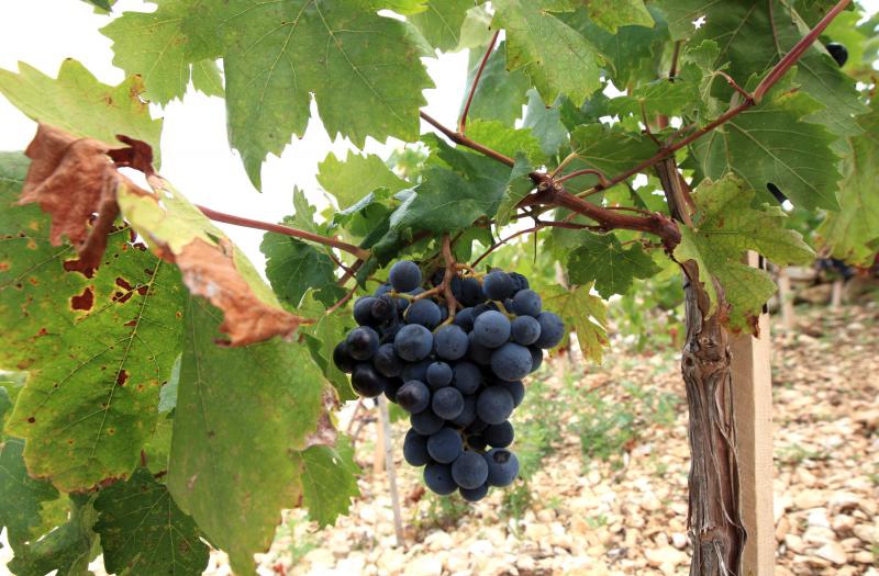 Primošten. Počela berba grožđa od kojeg se pravi svjetski poznato vino Babić. Photo: Duško Jaramaz/PIXSELL Primošten. Počela berba grožđa od kojeg se pravi svjetski poznato vino Babić. Photo: Duško Jaramaz/PIXSELL