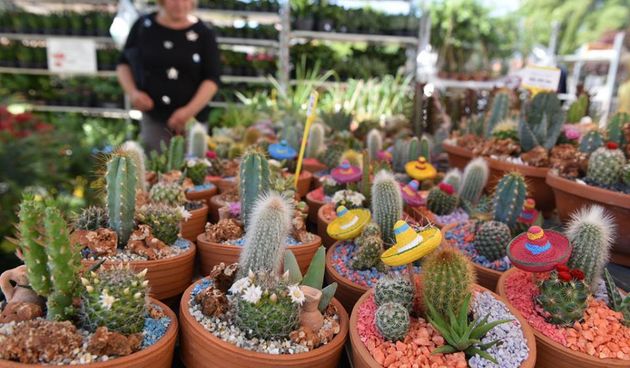 Festival cvijeća u Svetom Filipu i Jakovu