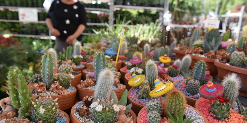 Festival cvijeća u Svetom Filipu i Jakovu