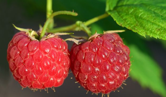 Japanska malina – Koje uvjete za uzgoj traži japanska malina