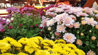 Gradska trznica uoci dana mrtvih, Foto: Mia Knezevic