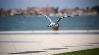 Galebov let (foto:Saša Čuka)