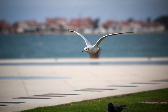 Galebov let (foto:Saša Čuka)