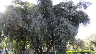 Skitnja Casablancom, foto: Pero Šindija