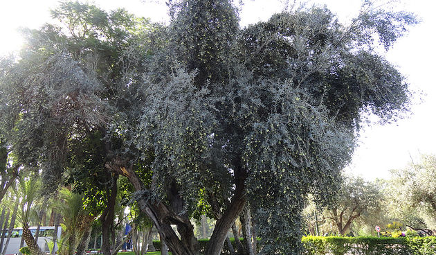 Skitnja Casablancom, foto: Pero Šindija