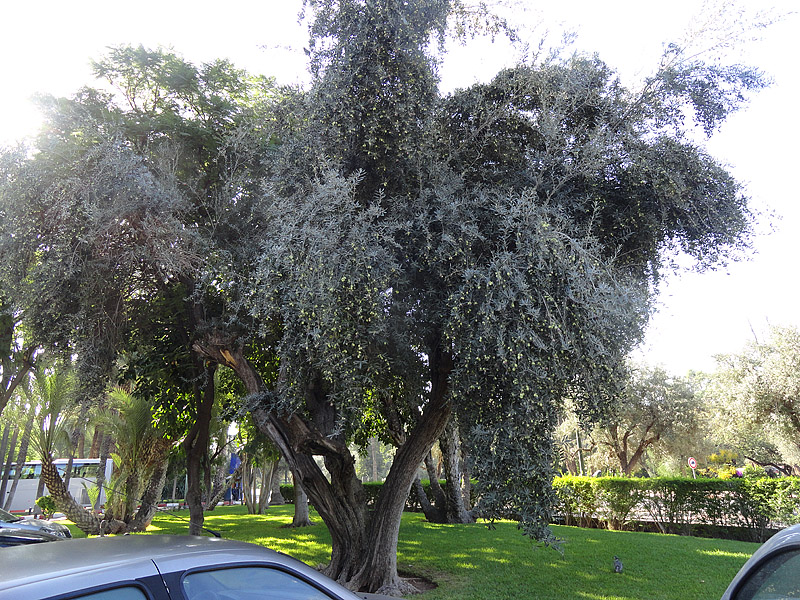 Skitnja Casablancom, foto: Pero Šindija