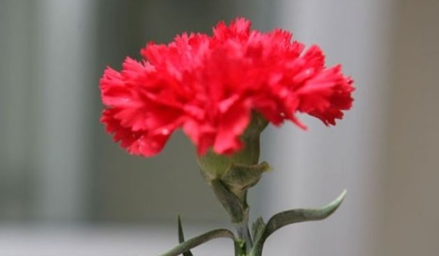 Prvi svibnja – karanfil (Foto: kaliteliresimler.com)