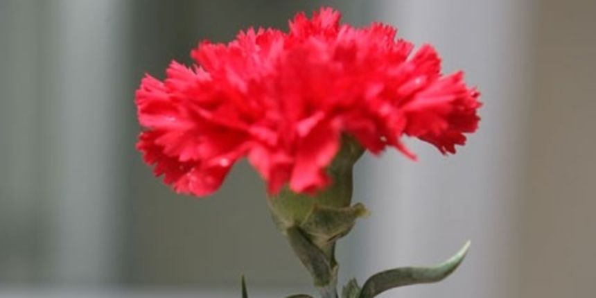 Prvi svibnja – karanfil (Foto: kaliteliresimler.com) Prvi svibnja – karanfil (Foto: kaliteliresimler.com)