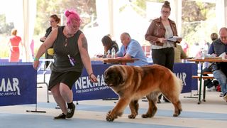 Međunarodna izložba pasa CACIB 2023