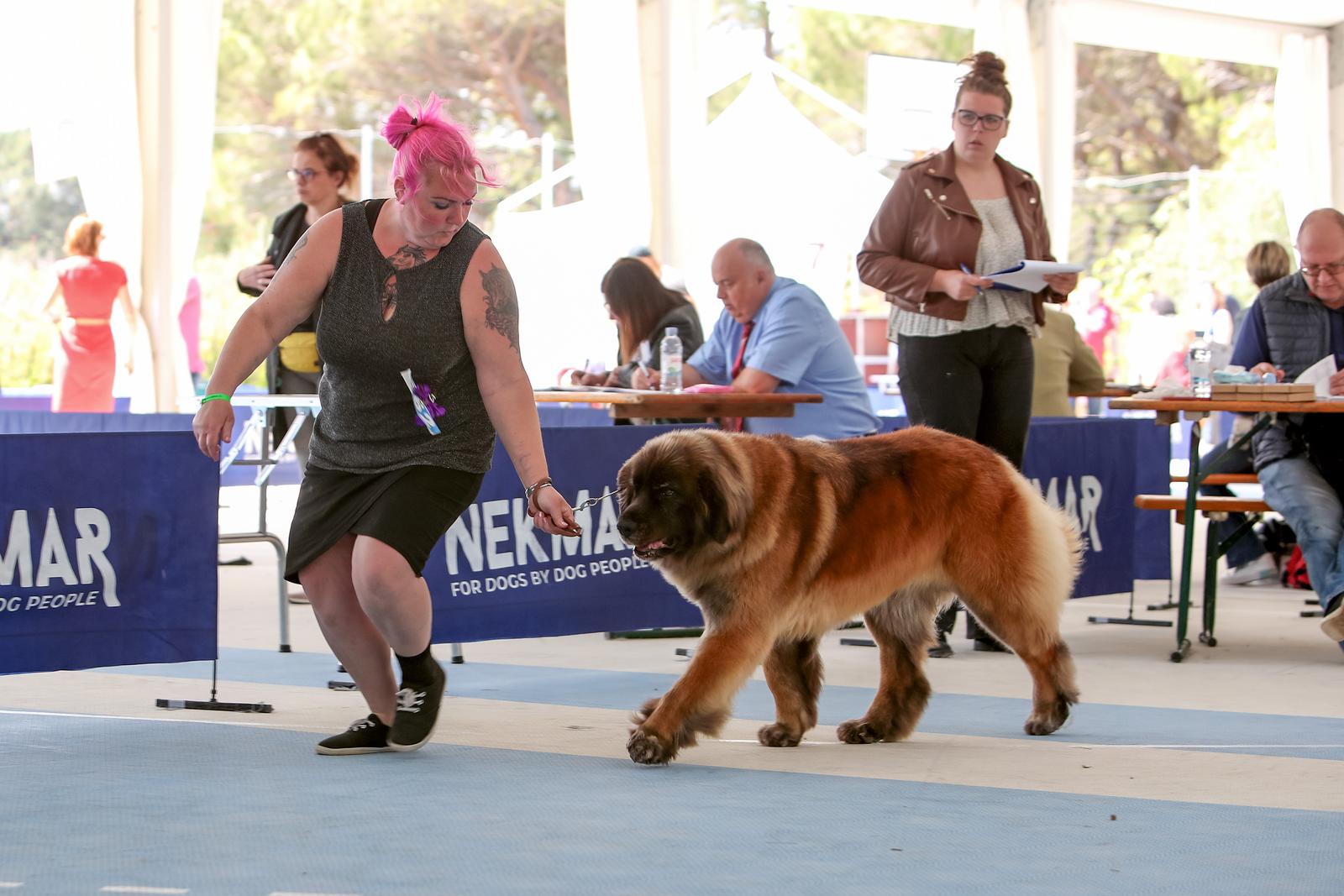 Međunarodna izložba pasa CACIB 2023
