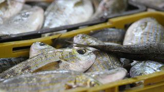 Image 1200389 (auto)