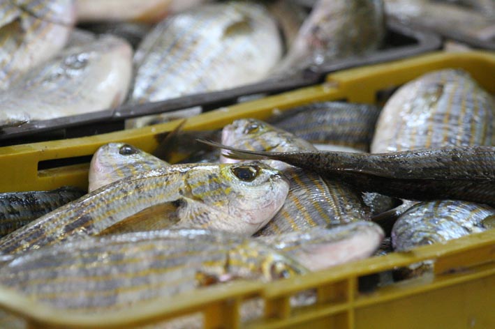 Image 1200389 (auto)