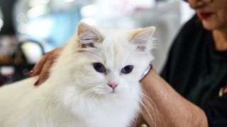 Međunarodna izložba mačaka