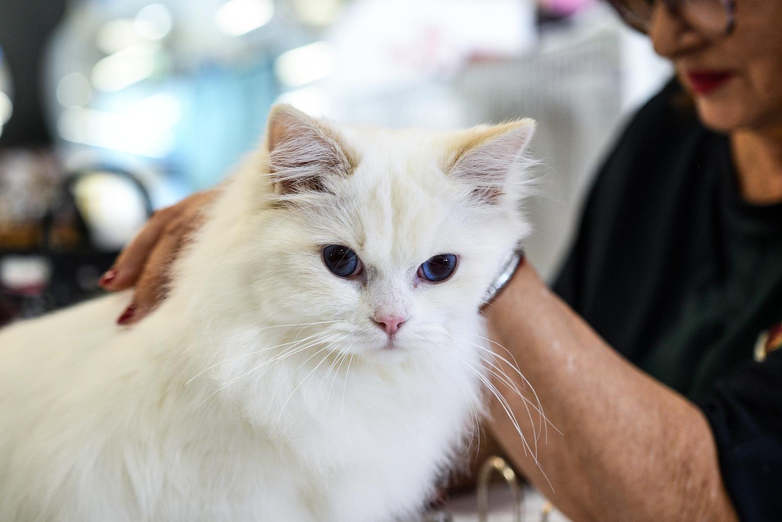 Međunarodna izložba mačaka